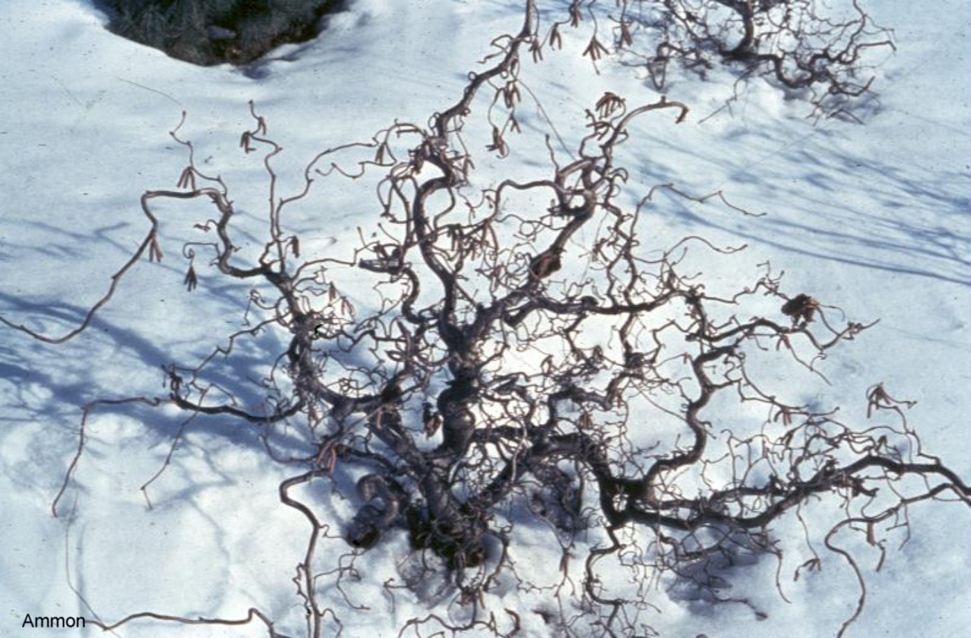Online Plant Guide Corylus avellana 'Contorta' / Harry Lauder's